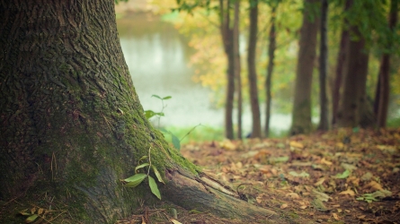 Monaco Honors New Life with 721 Trees in 2024 Green Legacy Celebration
