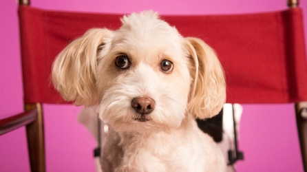 Prestigious Canine Competition Returns to Monaco with a Gateway to Crufts 2026
