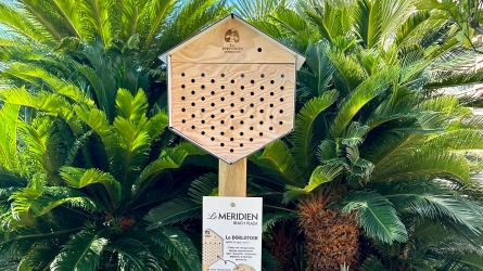 Le Méridien Beach Plaza Expands Biodiversity Efforts With Mason Bee Habitats