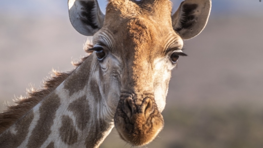 A Landmark Effort to Restore Southern Giraffes to Mozambique’s Banhi­ne National Park