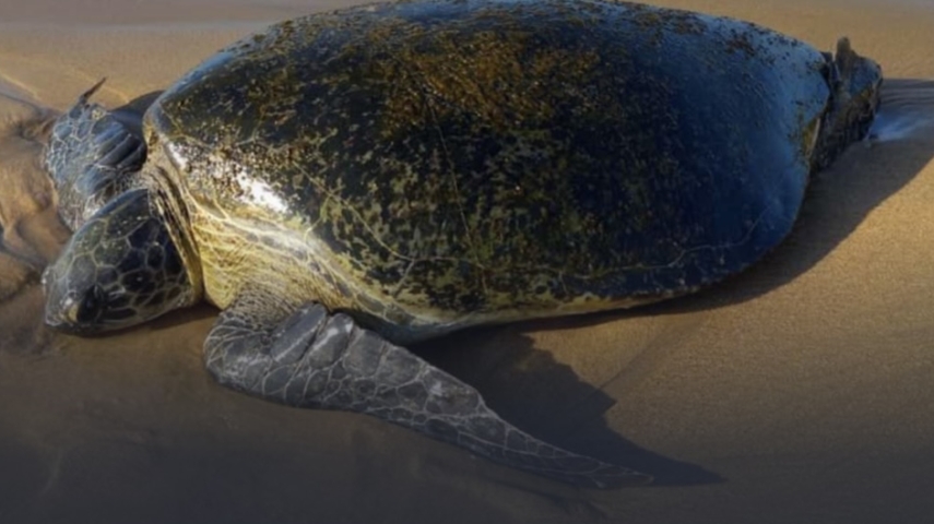 Prince Albert II of Monaco Foundation Supports Sea Turtle Conservation in São Tomé and Príncipe