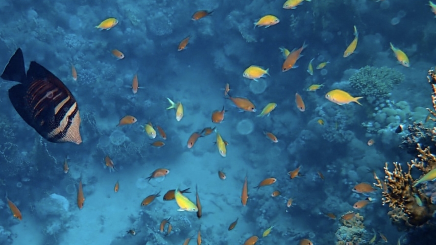 Ivory Coast Expands Monitoring to Protect Marine Biodiversity