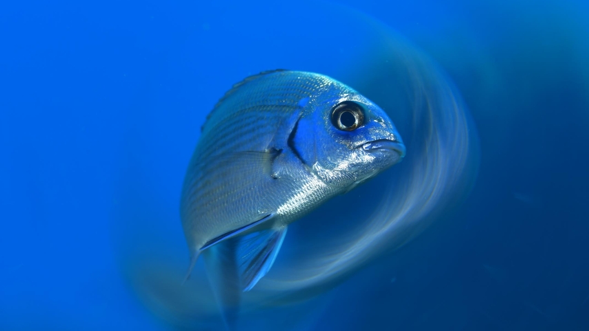 Monaco Celebrates the Hidden Depths of the Sea Through Underwater Photography