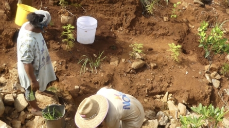 Restoring the Coastal Forests of New Caledonia: A Conservation Effort with Global Resonance
