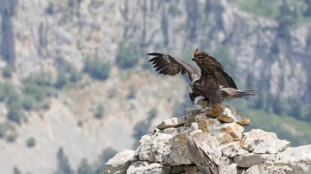 A Flight Toward Survival: Europe’s Bearded Vultures and the Monaco-backed Reintroduction Effort