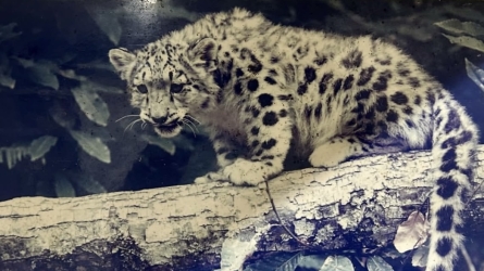 Marking World Snow Leopard Day, a French Zoo Celebrates Its Pioneering Pair