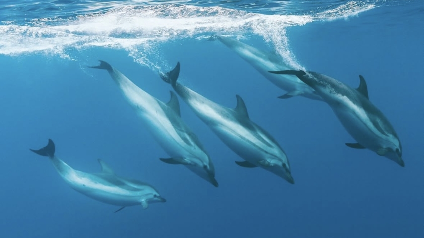 Pelagos Sanctuary: Art in Service of the Sea