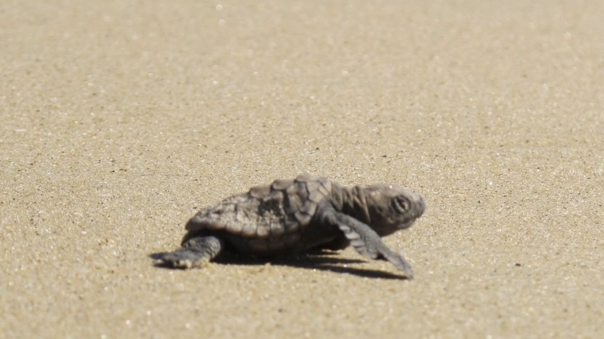 Conservation on São Tomé: A Community-Led Effort to Save Sea Turtles