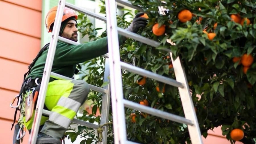 Monaco's Annual Bitter Orange Harvest Set to Begin