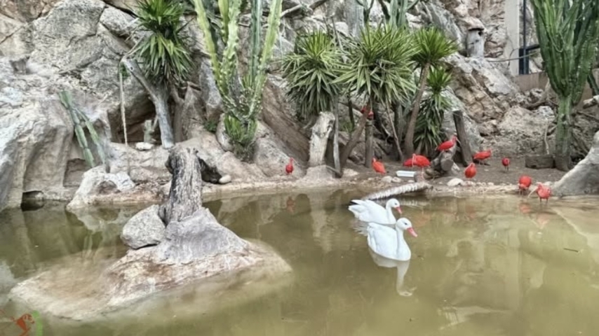 Monaco's Rainier III Zoological Garden Marks Seasonal Tradition with Coscoroba Swans
