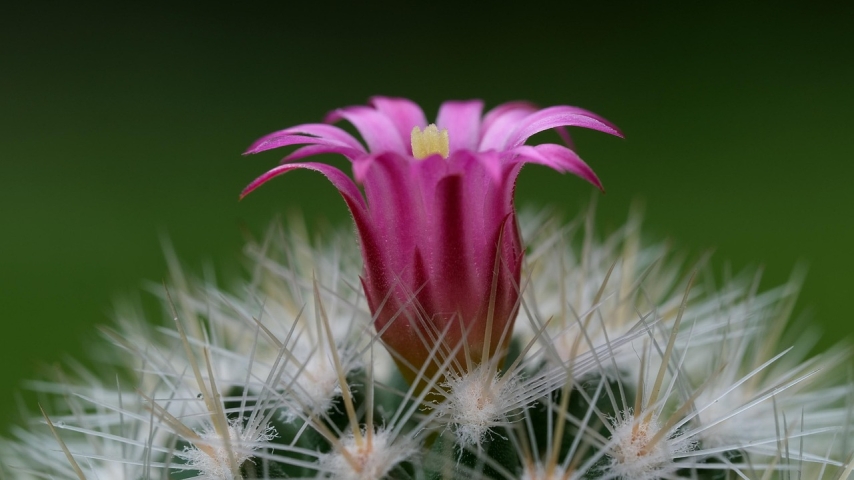 Monaco’s Exotic Garden Reopens After Six Years of Renovation