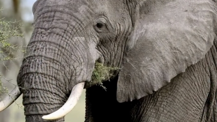 Coexistence in the Ruaha-Rungwa: A Conservation Effort Linking Communities and Elephants