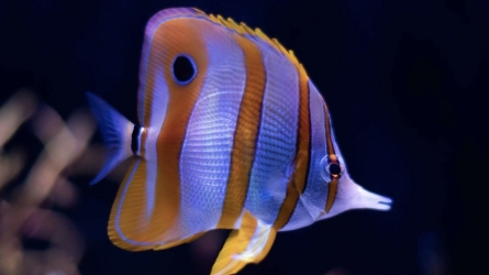 The Copperband Butterflyfish&colon; A Master of Reef Crevices