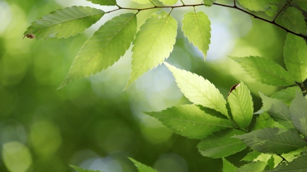 Monaco Marks 17th ‘One Birth, One Tree’ Ceremony as Programme Surpasses 15,000 Trees