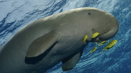 Using Acoustic Technology to Shield the Endangered Sirenians of Vanuatu and Belize