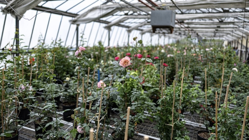 Monaco's Royal Rose Garden Set to Host Prestigious International Competition