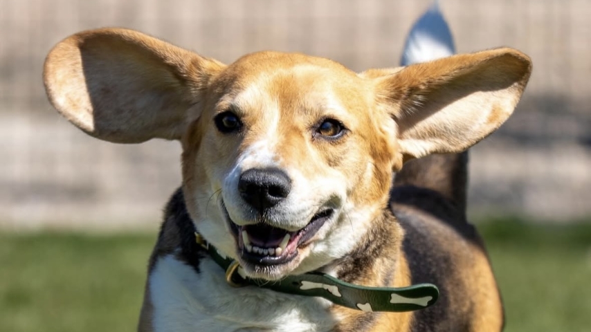 A Victory in the Principality: The Successful Placement of a Monaco Shelter Resident