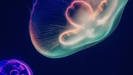 Elegance in Motion: The Moon Jellyfish at the Oceanographic Museum of Monaco