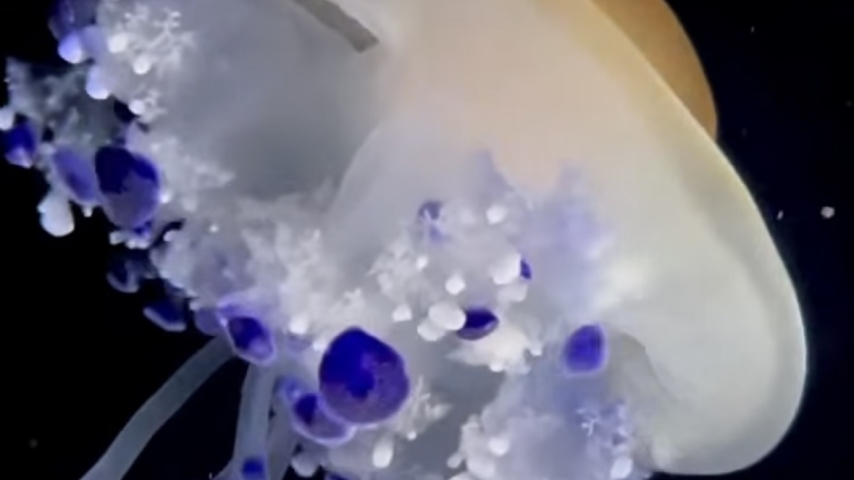 A Delicate Balance: Why the Cotylorhiza tuberculata Captivates Marine Scientists