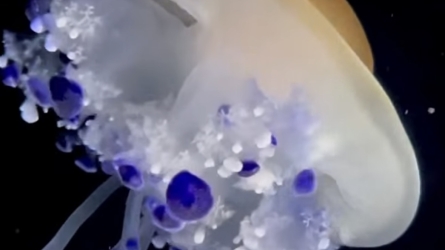 A Delicate Balance: Why the Cotylorhiza tuberculata Captivates Marine Scientists