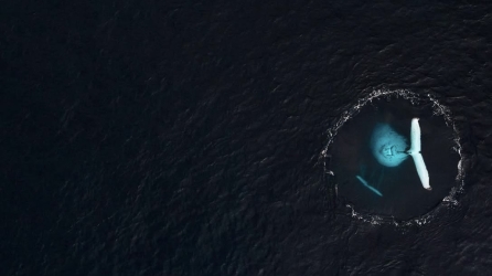 World Ocean Day: Reimagining Our Relationship with the Marine World