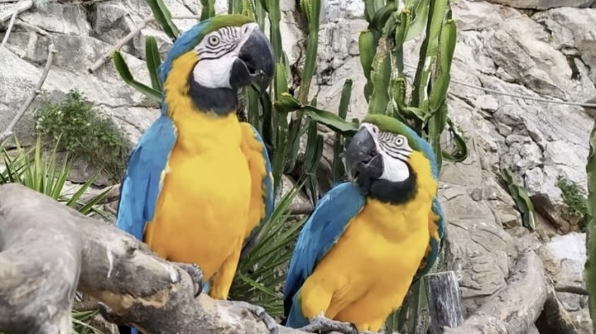 A Conservation Milestone: Monaco’s Avian Matriarch Marks a Decade of Repopulation Success