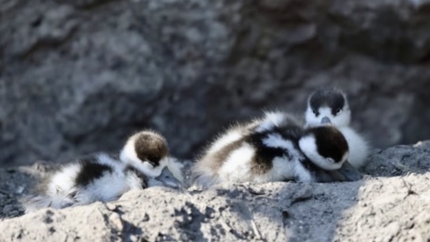 A New Generation on the Lagoon: Common Shelduck Ducklings Hatch at the Jardin Animalier Rainier III