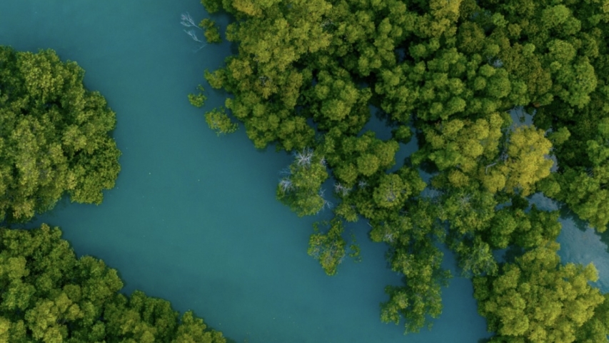 Ecological Safeguards: Prince Albert II of Monaco Foundation Backs Mangrove Restoration in Benin