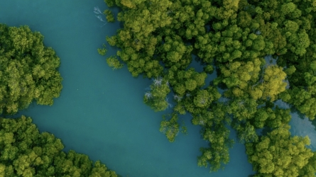 Ecological Safeguards: Prince Albert II of Monaco Foundation Backs Mangrove Restoration in Benin