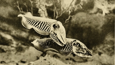 Unearthing the Deep: Archives of Monaco’s Oceanographic Museum Recall an Era of Scientific Discovery