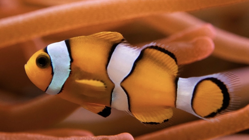 Life on the Reef: The Remarkable Biology of Clownfish and Their Home at the Oceanographic Museum of Monaco