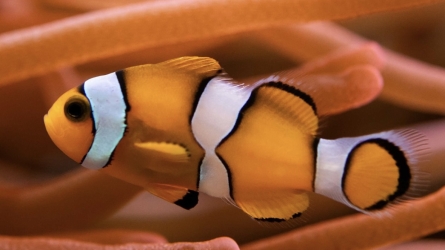 Life on the Reef: The Remarkable Biology of Clownfish and Their Home at the Oceanographic Museum of Monaco