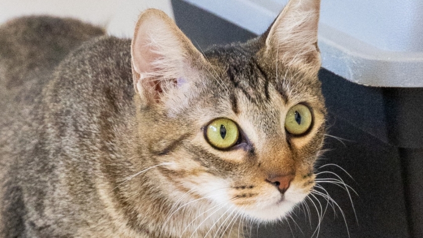 Monaco Animal Protection Society Highlights One-Year-Old Feline Awaiting a Home
