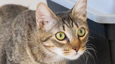 Monaco Animal Protection Society Highlights One-Year-Old Feline Awaiting a Home