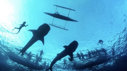 When Destination Meets Habitat: The Dilemma of Marine Ecotourism