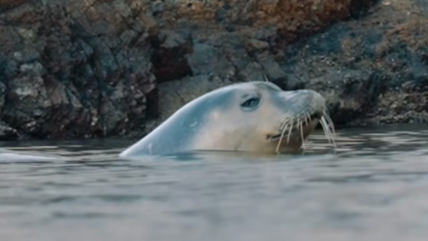 A Quiet Refuge Under Threat: Protecting the Mediterranean Monk Seal