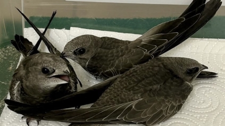 Fleeing the Furnace: The Avian Toll of Mediterranean Heatwaves