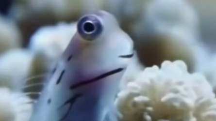 Guardians of the Reef: The Essential Ecological Role of the Yaeyama Blenny
