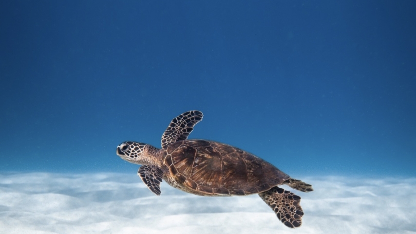 Safeguarding São Tomé’s Shores: Conservation and Community Intertwine to Protect Sea Turtles