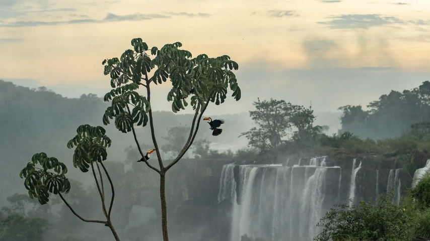 A Portrait of Coexistence: Capturing the Spirit of Iguazú's Canopy