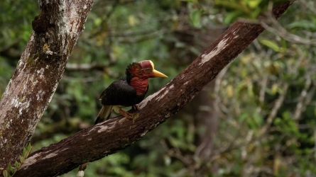 Listening to the Forest: Sound and Artificial Intelligence Map Biodiversity Across Continents