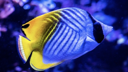 Inside the Indo-Pacific Habitats of the Threadfin Butterflyfish