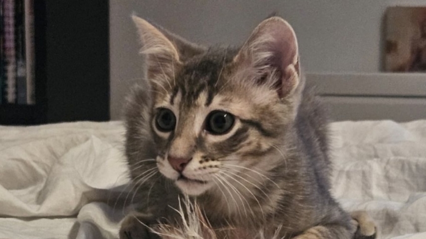 A New Chapter for Tao: How a Rescue Kitten Found His Permanent Home