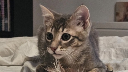 A New Chapter for Tao: How a Rescue Kitten Found His Permanent Home