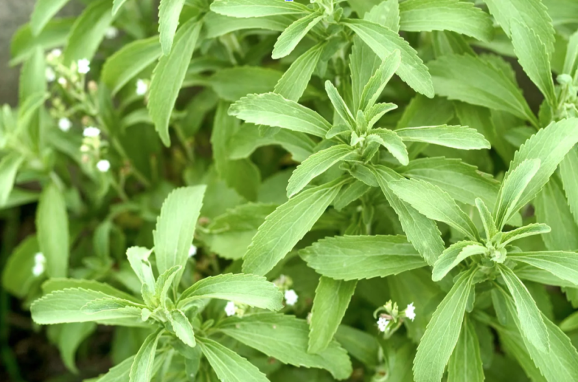 The Miracles Of A Sugar-Free Diet. How Stevia Affects Blood Sugar, According To Natvia’s CEO Mark Hanna