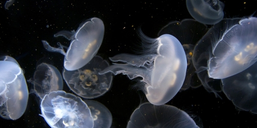 Meduseo: The Essential App for Avoiding Jellyfish Stings