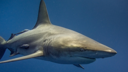 Rare Sighting of Great White Shark Off the Côte d’Azur Coast