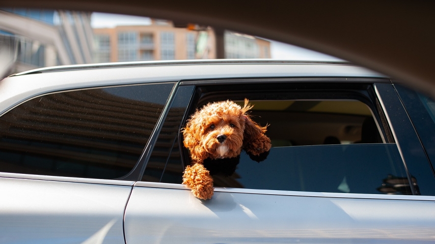 A Guide to Pet Travel Between the UK and EU: New Rules You Need to Know